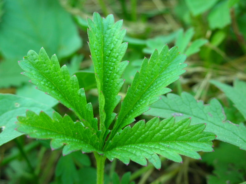 Potentilla reptans /  Cinquefoglie comune